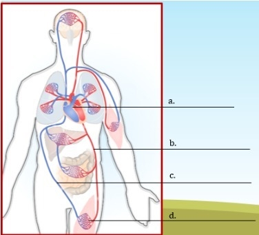 Identify the parts of the circulatory system in the diagram.-example-1