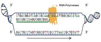 ﻿ The diagram shows one step in the process of protein synthesis. Which step is shown-example-1