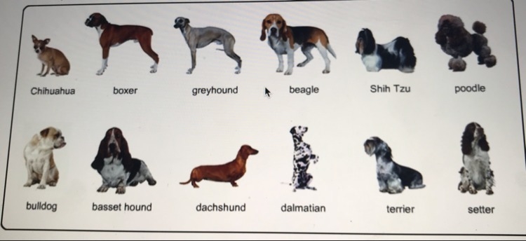 What are some of the similarities between the dogs pictured? What are some differences-example-1