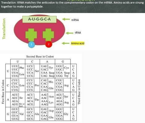 PLEASE HELP I NEED THIS DONE BY TODAY!!!!! use the chart below to decode the mRNA-example-1