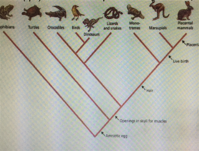 PLEASE HELP ME 1. animals have openings in skull for muscles and also have hair? 2. What-example-1