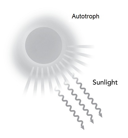 Chloe is developing a model of photosynthesis. The first part of the model is shown-example-1