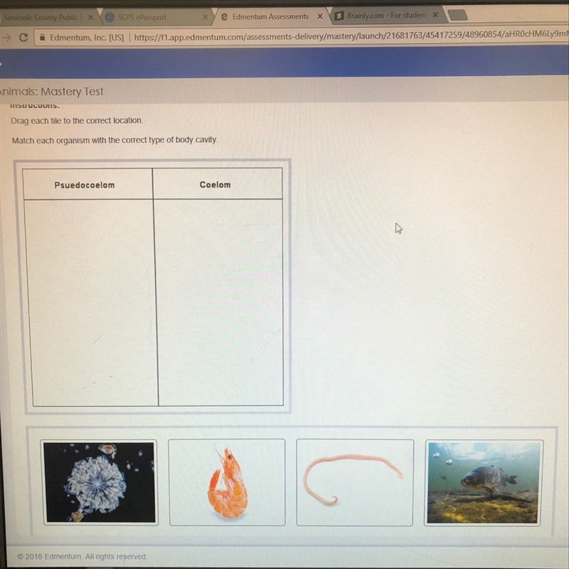 Match each organism with the correct type of body cavity-example-1