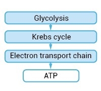 A student drew the following model what is the energy input in the process shown? A-example-1