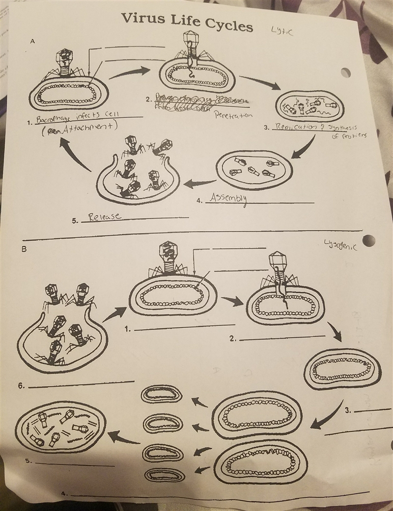 Virus life cycles help please! fill in the blank diagram.-example-1