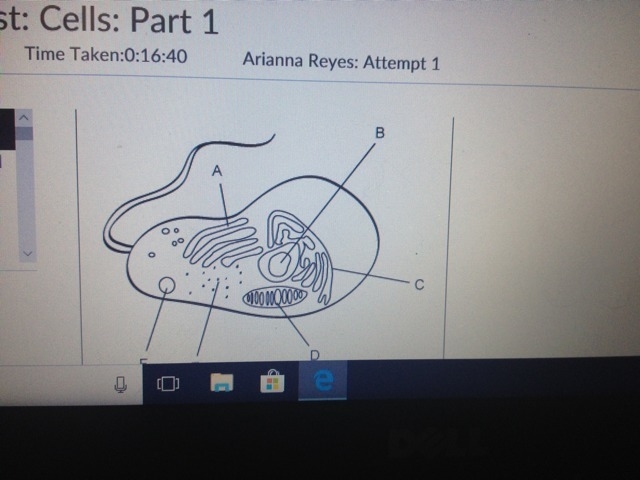 HELP HURRY WHIG SERIES IF LABELS CORECTLY INDENTUFUES THE INDICATED STRUCTURES IN-example-1