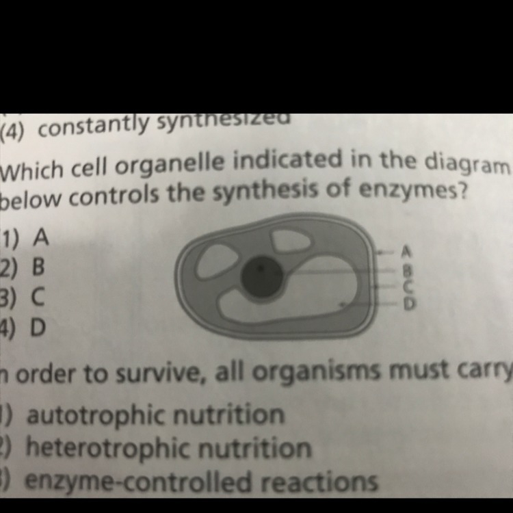 What cell organelle controls the synthesis of enzymes-example-1