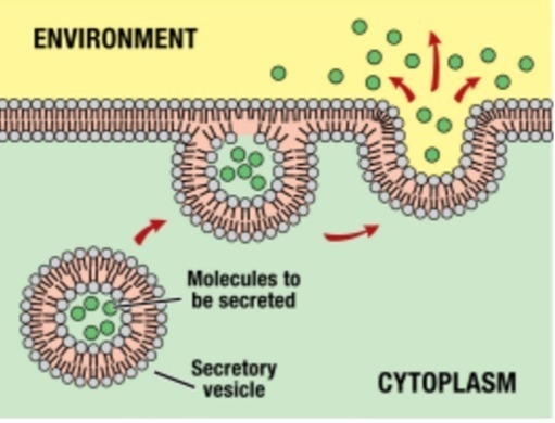 What process is shown? A. endocytosis B. phagocytosis C. pinocytosis D. exocytosis-example-1