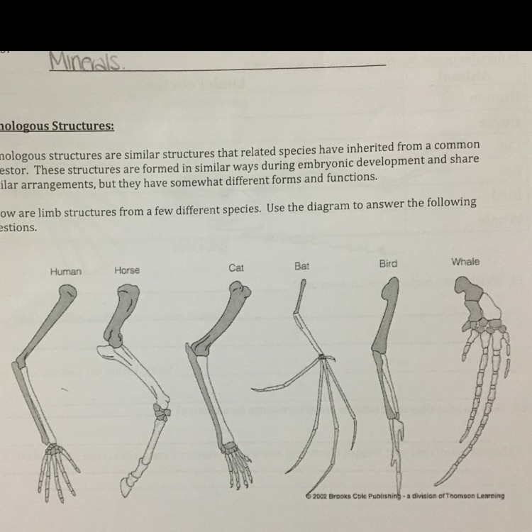 How are the limbs of the organism pictured above similar?-example-1