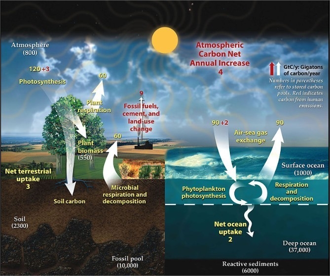 What are the components of the land-based carbon cycle?-example-1