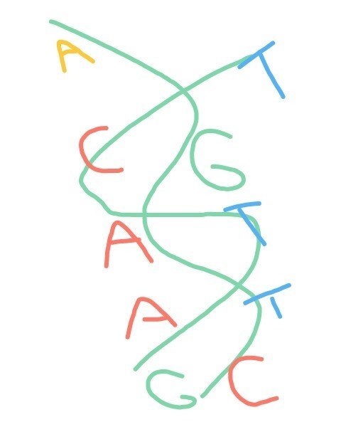 Draw a 3d DNA for me plz-example-1