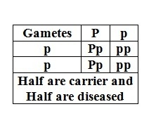 what is the probability that a man who is a hybrid fro PKU and a woman that is a purebred-example-1