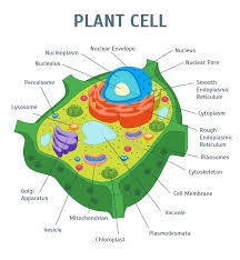 What are basic units of life?-example-3