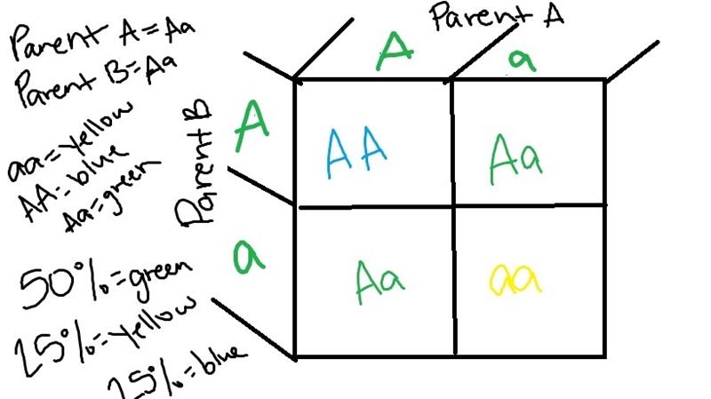 According to the Punnett square for this square,what percentage of offspring is predicted-example-2