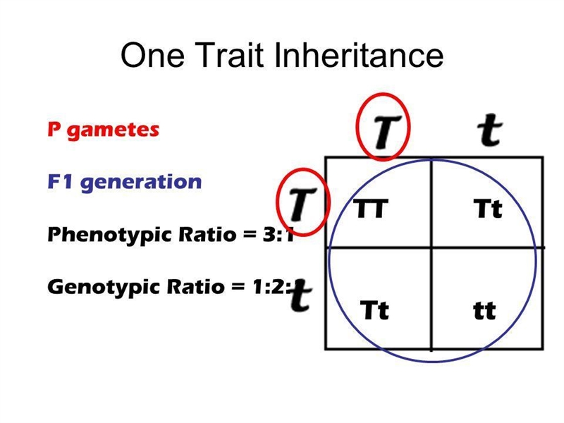 I’m which generation were recessive traits hidden in all the plants in Mendels experiments-example-1