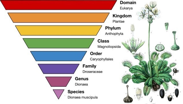 Which statement about the number of species is true kingdoms contain the most a phylum-example-1