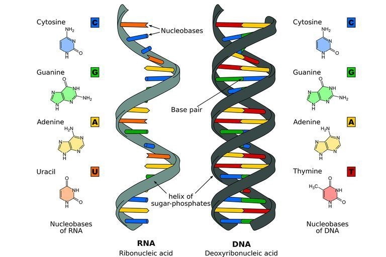 How are DNA and RNA different-example-1