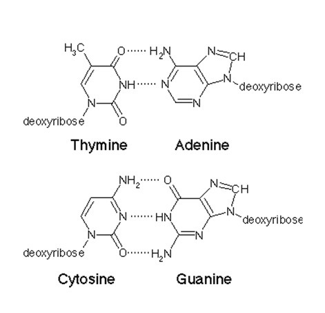 If DNA template reads AGCTTAAGC,what is the nucleotide sequence of corresponding DNA-example-1