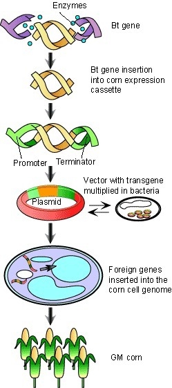 1. Describe how crops are genetically modified. a) Create a slide titled Genetic Modification-example-2