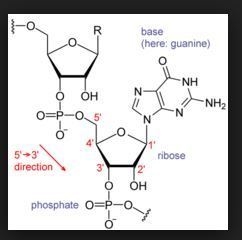 If you were going to build a single strand of RNA, what would you need to use?-example-1