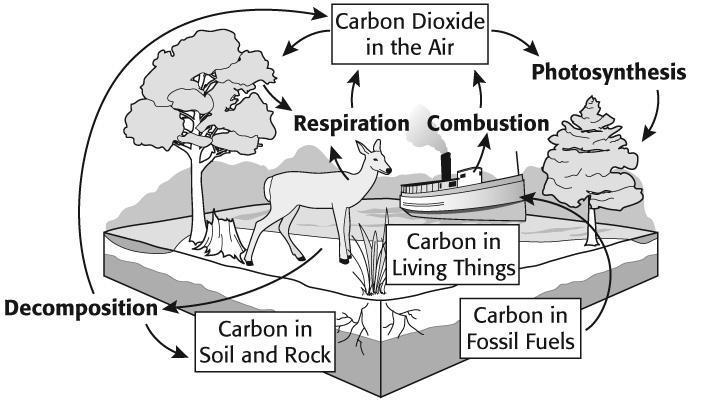 The diagram shows the carbon cycle which of the following processes is the one most-example-1