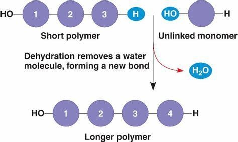 What kind of reaction forms a peptide bond-example-1