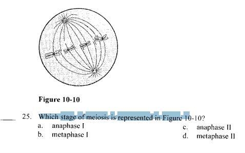 Which stage of meiosis is represented in figure 10-10-example-1