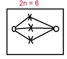 Draw a 2n=6 organism performing mitosis-example-1