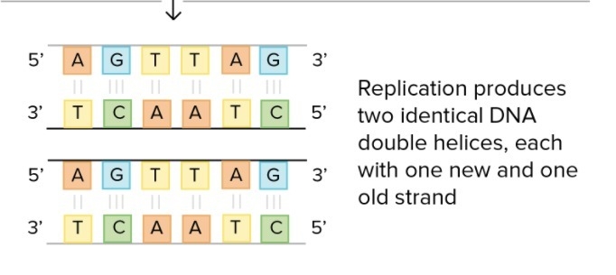 During DNA replication, the original strands are opened and unwound by A. Helicase-example-1