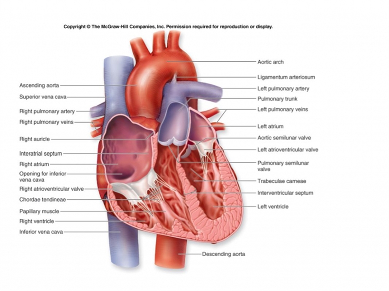 What are the parts of the heart?-example-1