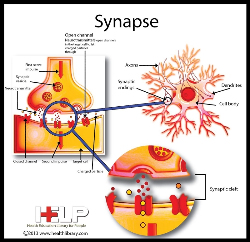 Look at the image of a synapse-example-1