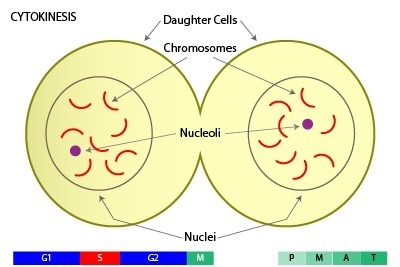 What is cytokinesis? Explain the process below and include an image that represents-example-1