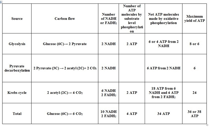 The equation shows cellular respiration during cellular respiration glue close combined-example-1