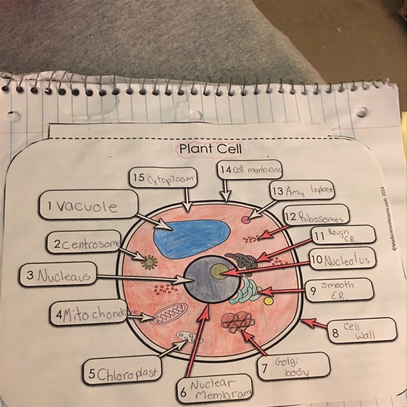 Which organelle is not found in plant cells-example-1