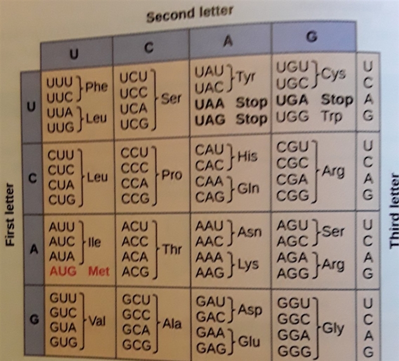 Translate AGU UUA GCA ACG AGA UCA-example-1