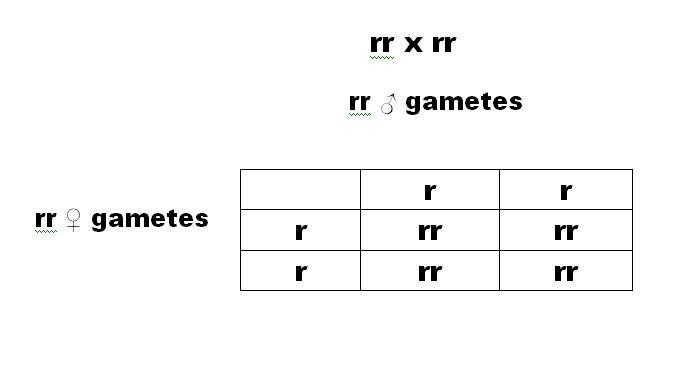 In a given hybridization between two flowers, red "R" is dominant, and white-example-1