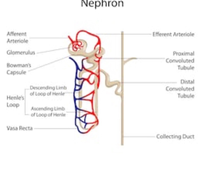 The diagram shows a nephron-example-1