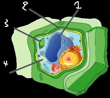 Use the drop-down menus to identify the labeled organelles in the plant cell to the-example-1