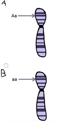 Which diagram shows a homologous chromosome pair that has heterozygous alleles?-example-1