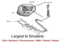 Which of the following is in the correct order from the smallest to the largest 1)chromosomes-example-1