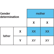 Consider the genetic cross for sex in humans XX is female and XY is male a family-example-1