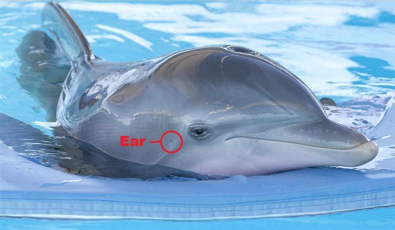 How does sound reception differ between humans and dolphins?-example-1