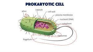 What are basic units of life?-example-2