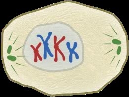 2. In which phase will crossing-over occur?-example-1