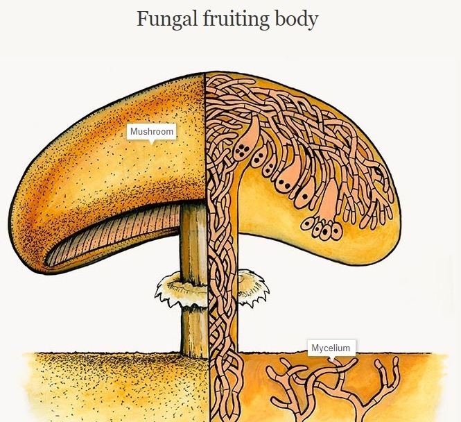 Which structure, if cut off, will hamper sexual reproduction in fungi? A. hyphae B-example-1