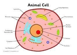 What are basic units of life?-example-4