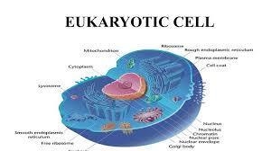 What are basic units of life?-example-1