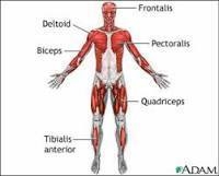 What is the importance of the skeletal, muscular, nervous system-example-2