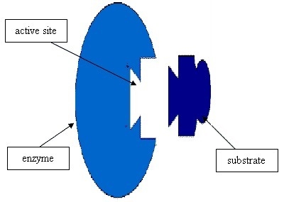 Enzyme molecules normally interact with substrate molecules. Some medicines work by-example-1