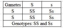 For sickle-cell disease, assume S is the dominant allele and s is the recessive allele-example-1